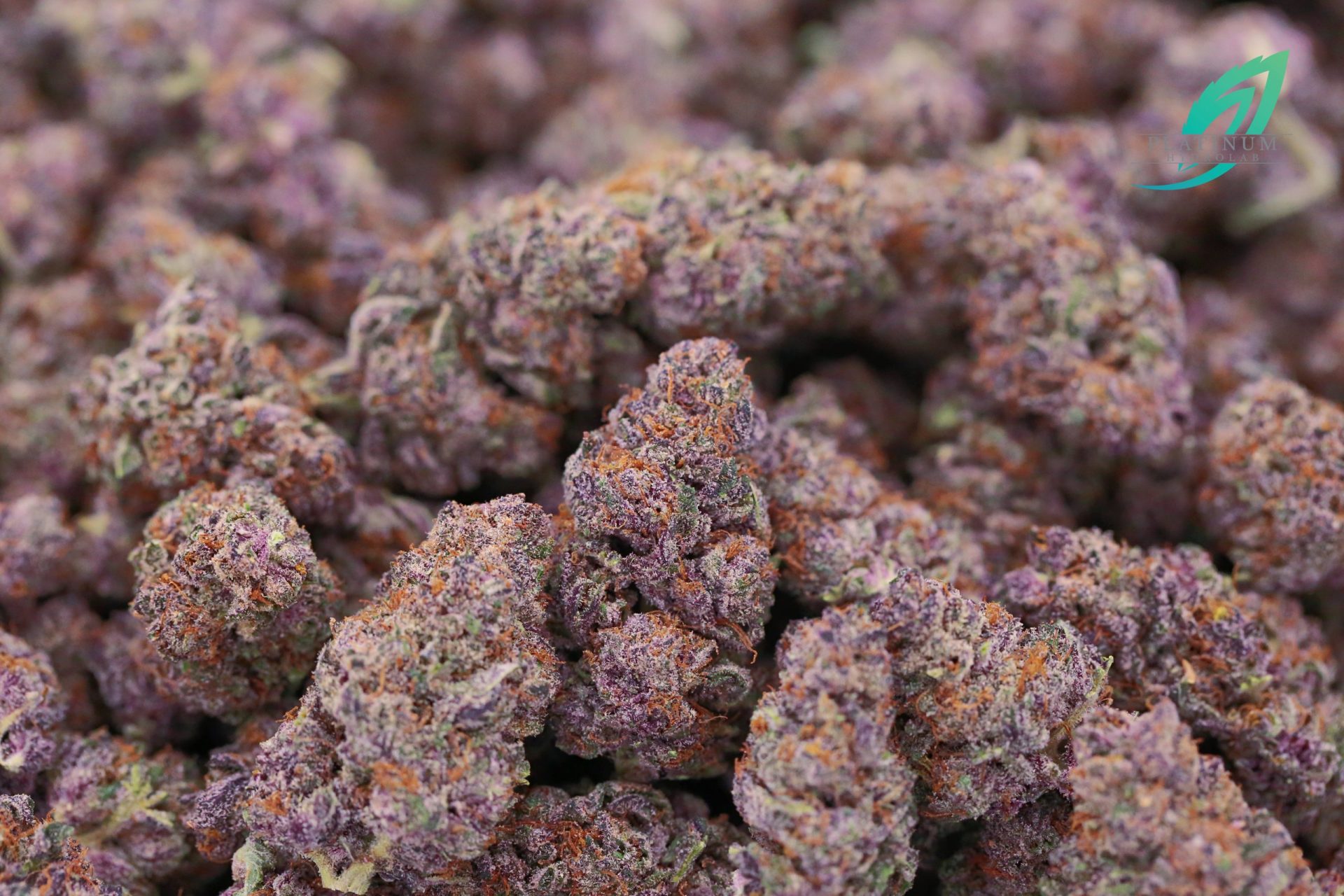 Mountain Blackberry Kush